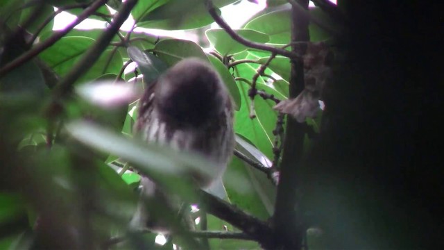 Eurasian Pygmy-Owl - ML200894021