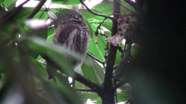 Eurasian Pygmy-Owl - ML200894041
