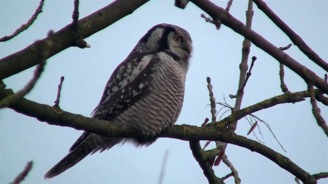 Northern Hawk Owl (Eurasian) - ML200894071