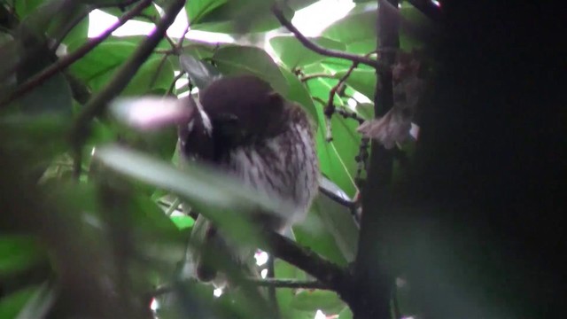 Eurasian Pygmy-Owl - ML200894091