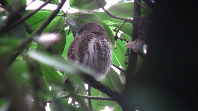 Eurasian Pygmy-Owl - ML200894101