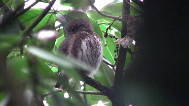 Eurasian Pygmy-Owl - ML200894111