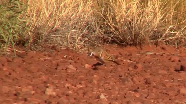 Spinifex Pigeon (White-bellied) - ML200894991