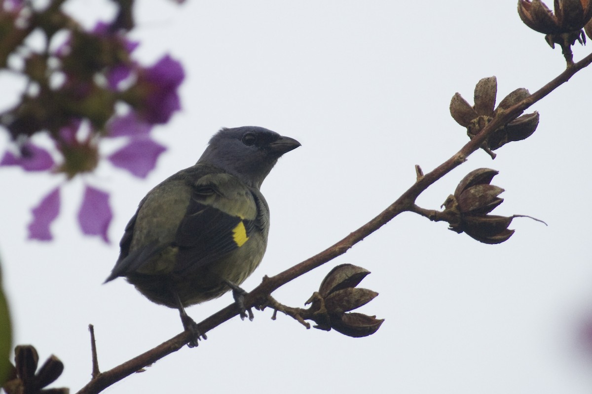 Yellow-winged Tanager - ML20089511
