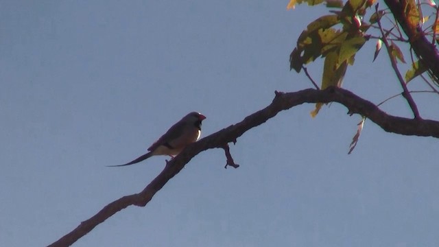 Long-tailed Finch - ML200895131