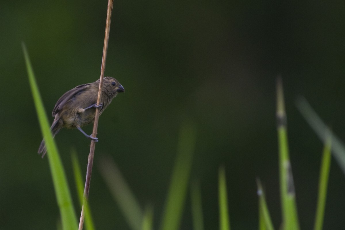 Variable Seedeater - ML20089551