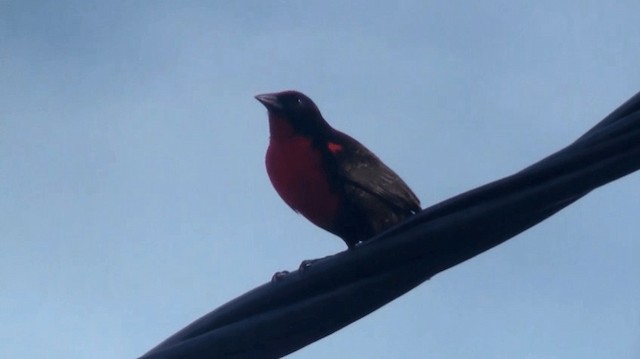 Red-breasted Meadowlark - ML200895611