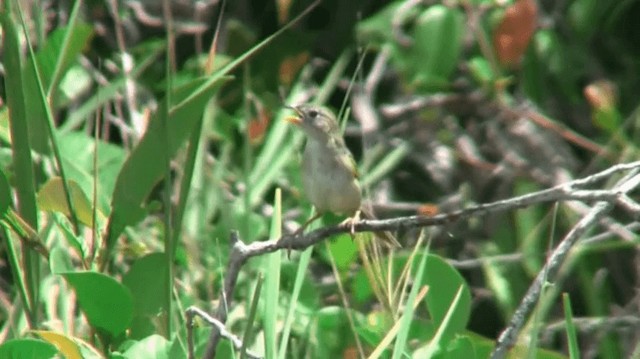 Wedge-tailed Grass-Finch - ML200895881