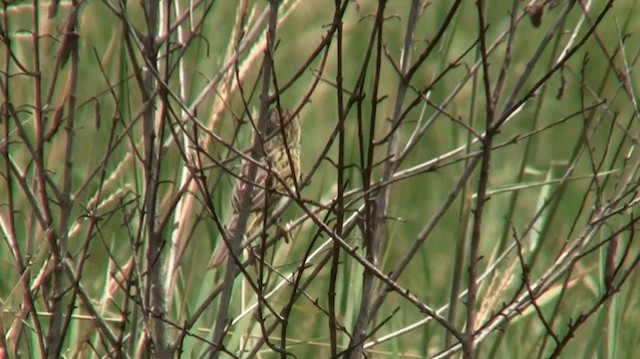 Wedge-tailed Grass-Finch - ML200895891