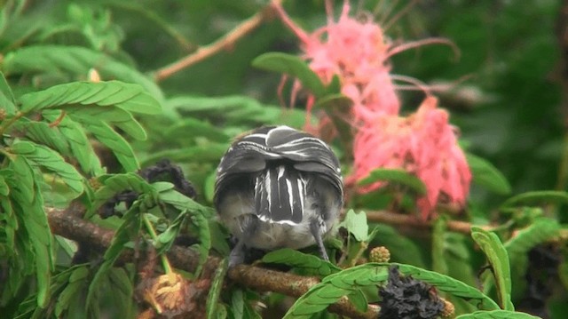 svarttoppmaurvarsler (canadensis gr.) - ML200896021