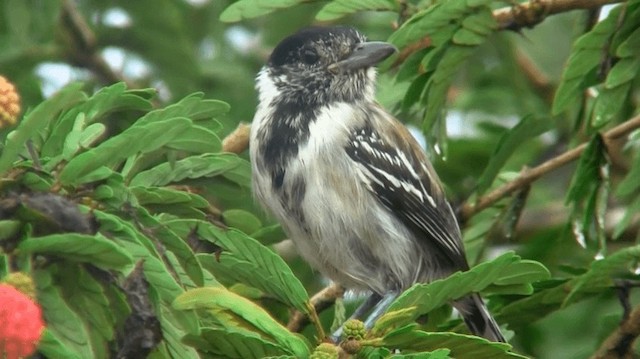  - Black-crested Antshrike (Black-crested)