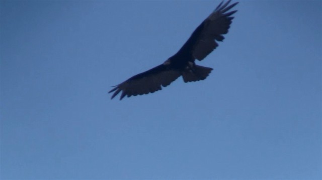 Lesser Yellow-headed Vulture - ML200896191
