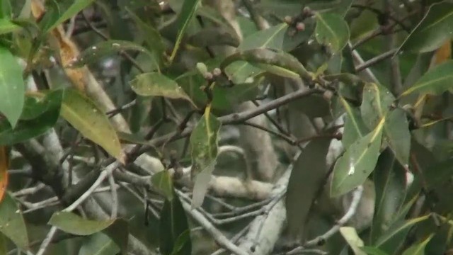 mangrovegerygone - ML200897401