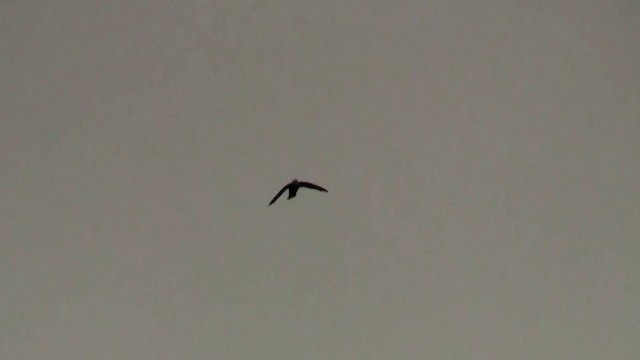 白喉針尾雨燕 - ML200897441