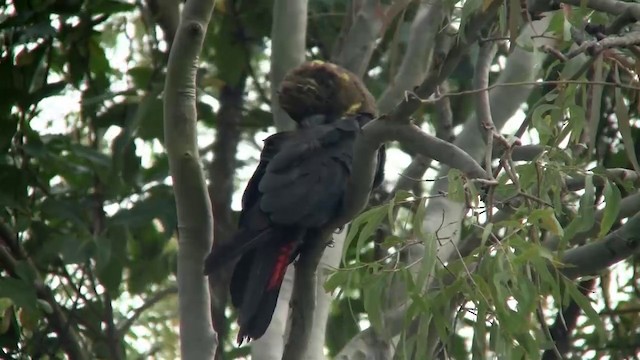 kakadu hnědohlavý - ML200897451