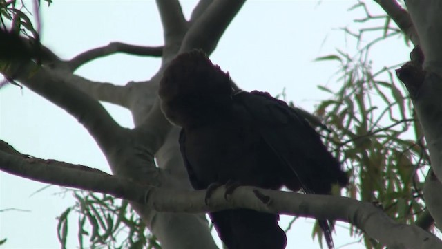 kakadu hnědohlavý - ML200897611