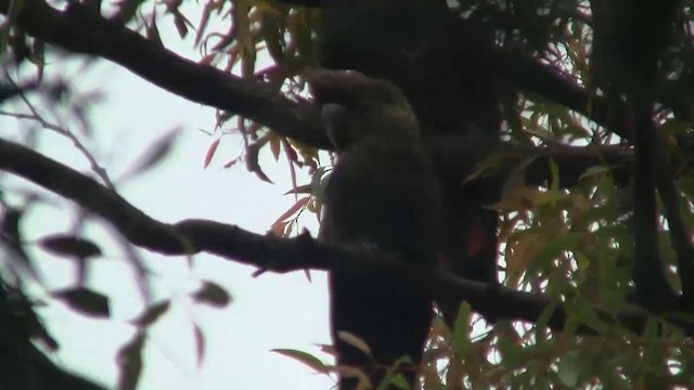 kakadu hnědohlavý - ML200897631