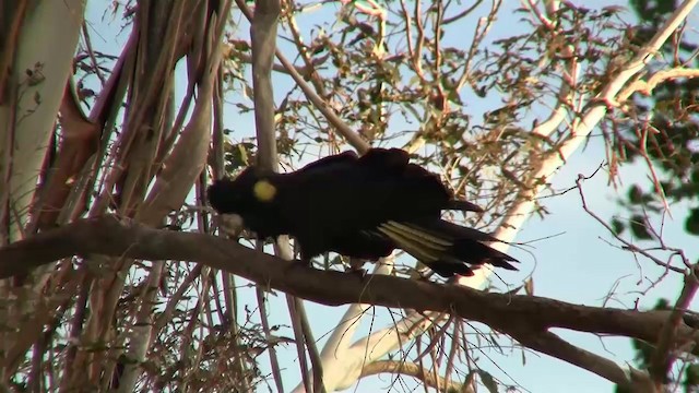 Yellow-tailed Black-Cockatoo - ML200897931