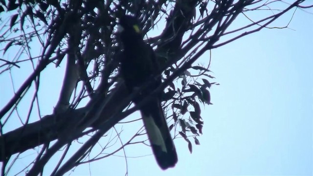 Yellow-tailed Black-Cockatoo - ML200897961