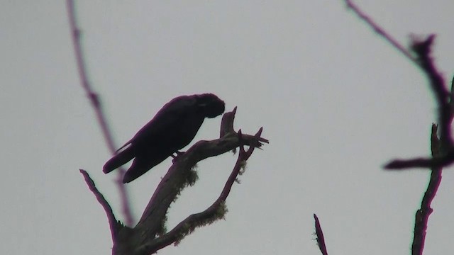 Corbeau de Tasmanie - ML200898041