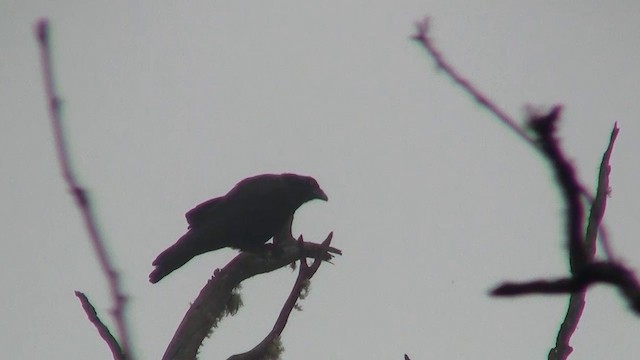 Corbeau de Tasmanie - ML200898051
