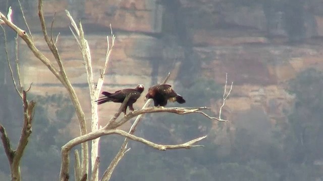 Wedge-tailed Eagle - ML200898131