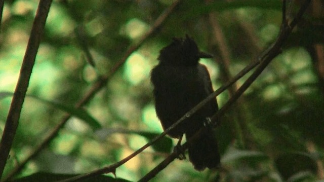 Black-headed Antbird (Hellmayr's) - ML200898581