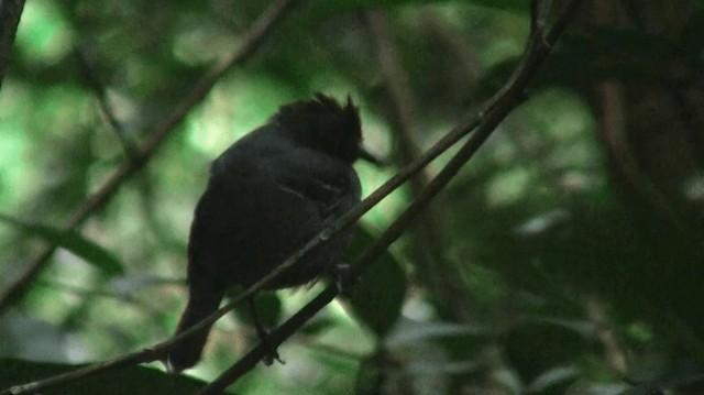Black-headed Antbird (Hellmayr's) - ML200898661