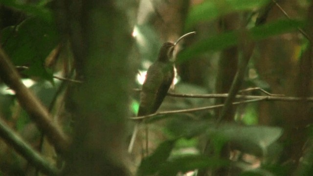 Длиннохвостый колибри-отшельник - ML200898841