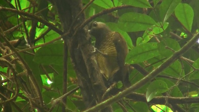 Golden-olive Woodpecker (Golden-olive) - ML200898911