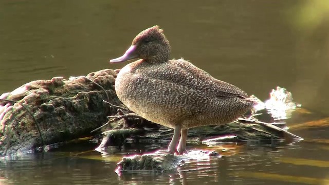 Freckled Duck - ML200899121