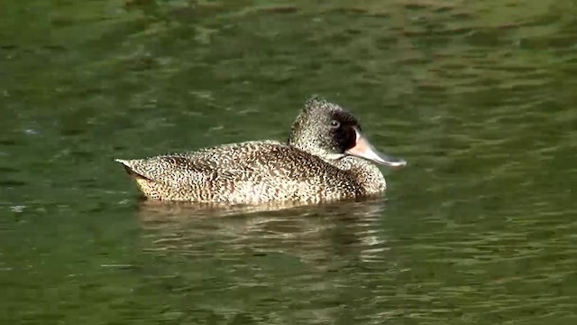 Freckled Duck - ML200899341