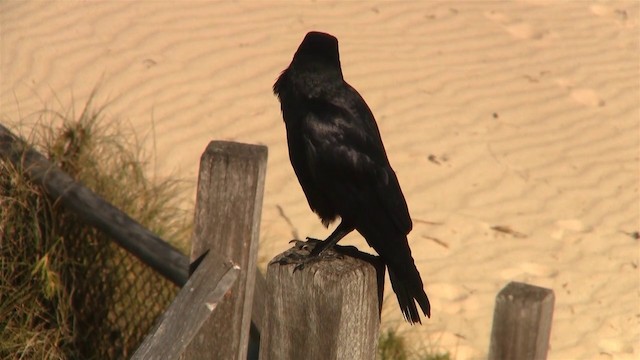 Australian Raven - ML200899531