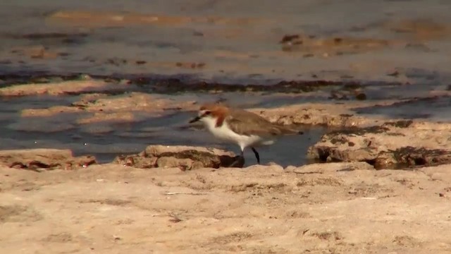 Red-capped Plover - ML200899581