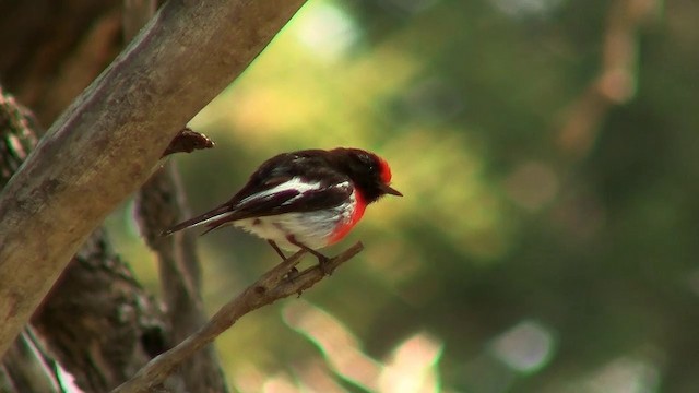 Red-capped Robin - ML200899661