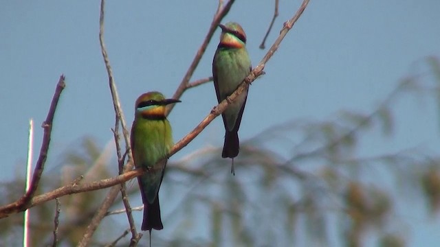Rainbow Bee-eater - ML200899821