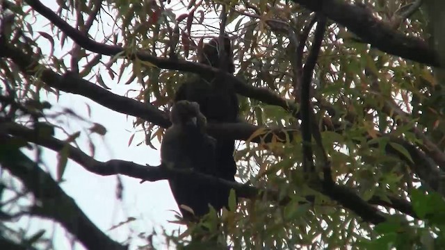 kakadu hnědohlavý - ML200899861