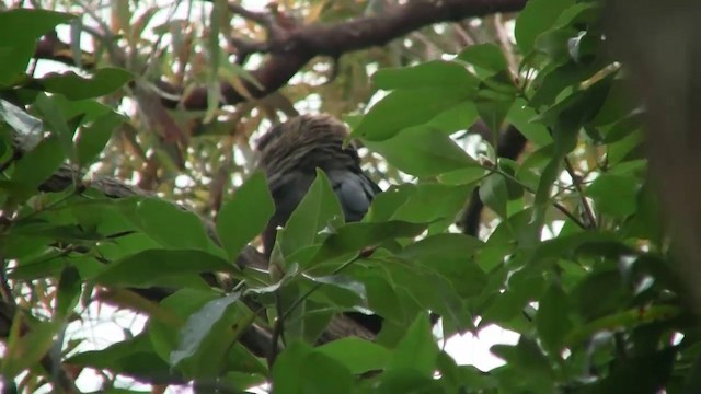kakadu hnědohlavý - ML200899961