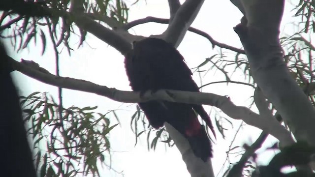 kakadu hnědohlavý - ML200900161