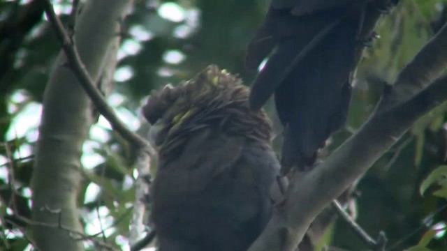 kakadu hnědohlavý - ML200900171