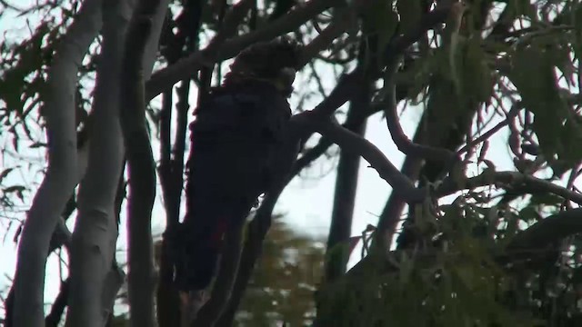 kakadu hnědohlavý - ML200900271