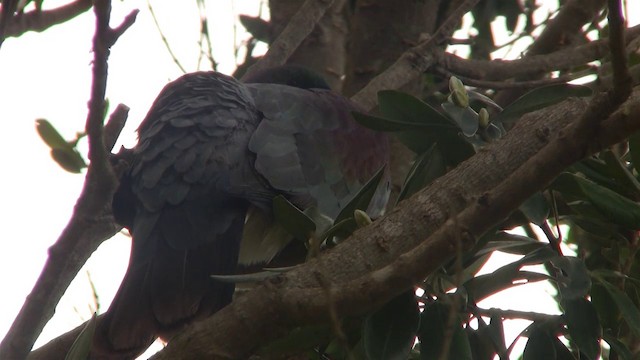 New Zealand Pigeon (New Zealand) - ML200900351