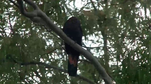 kakadu hnědohlavý - ML200900381