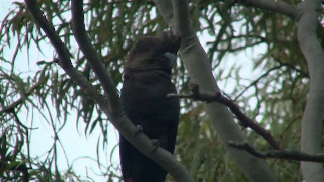 kakadu hnědohlavý - ML200900391
