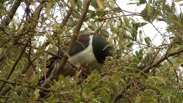 New Zealand Pigeon (New Zealand) - ML200900461
