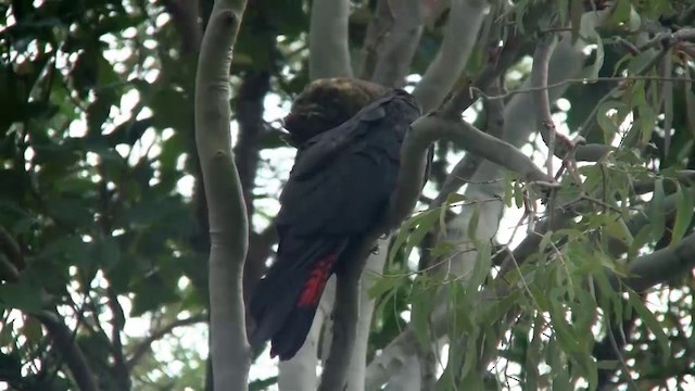 kakadu hnědohlavý - ML200900491