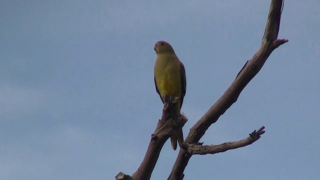 Blue-winged Parrot - ML200900741