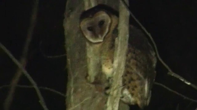 Australian Masked-Owl - ML200900991