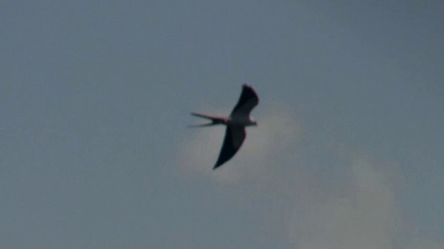 Swallow-tailed Kite - ML200901611