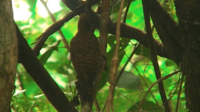 Waved Woodpecker (Waved) - ML200901621